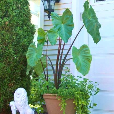 Colocasia Metallica / Oreille d'éléphant - Leaderplant