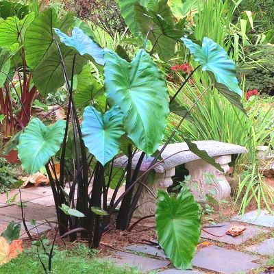 Colocasia Metallica / Oreille d'éléphant - Leaderplant