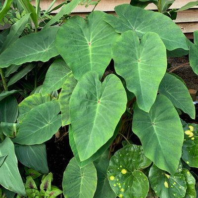 Colocasia Pink China - Leaderplant