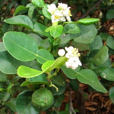 Citron Combava/ Kaffir Lime - Leaderplant