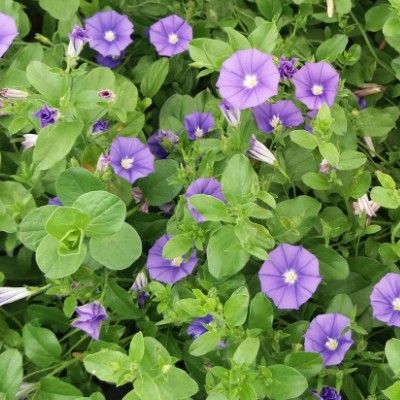 Convolvulus bleu - Leaderplant