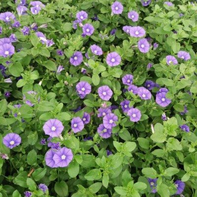 Convolvulus bleu - Leaderplant
