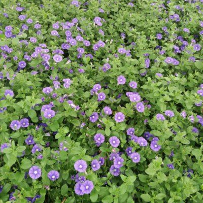 Convolvulus bleu - Leaderplant