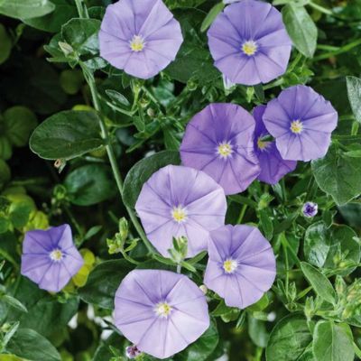 Convolvulus  Maniti Deep Blue ® - Leaderplant