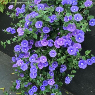 Convolvulus  Maniti Deep Blue ® - Leaderplant