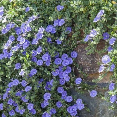 Convolvulus New Blue Moon ® - Leaderplant