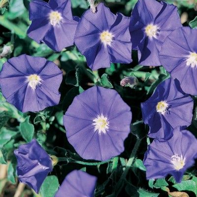Convolvulus New Blue Moon ® - Leaderplant
