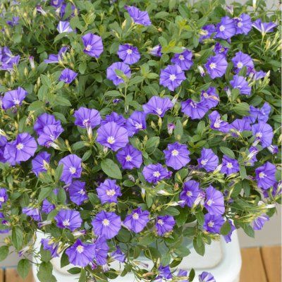 Convolvulus New Blue Moon ® - Leaderplant