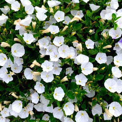 Convolvulus New White Moon ® - Leaderplant