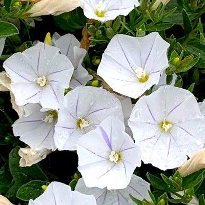 Convolvulus New White Moon ® - Leaderplant
