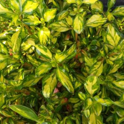 Coprosma Evening Glow ® - Leaderplant