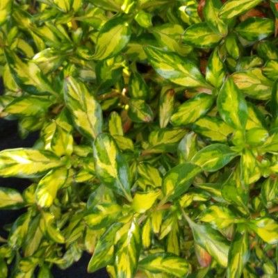 Coprosma Evening Glow ® - Leaderplant