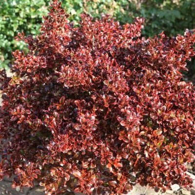 Coprosma Fire Burst ® - Leaderplant