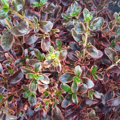 Coprosma Fire Burst ® - Leaderplant