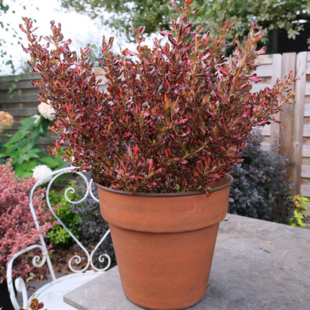Coprosma Pacific Sunset ®  - Leaderplant