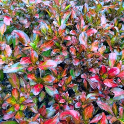 Coprosma Painter Palet - Leaderplant