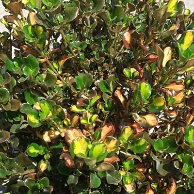 Coprosma Painter Palet - Leaderplant