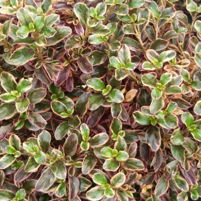 Coprosma Rainbow Surprise ® - Leaderplant