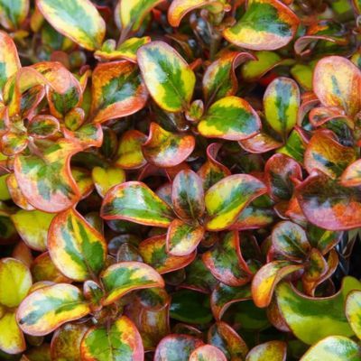 Coprosma Tequila Sunrise ® - Leaderplant