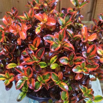 Coprosma Tequila Sunrise ® - Leaderplant