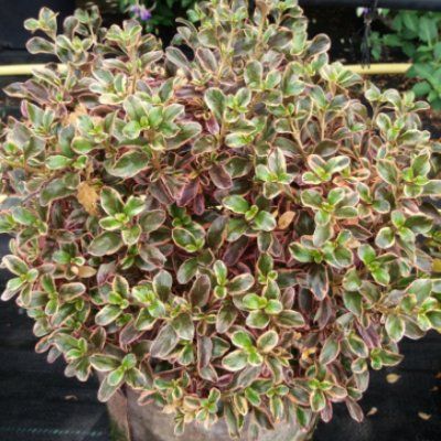 Coprosma Rainbow Surprise ® - Leaderplant