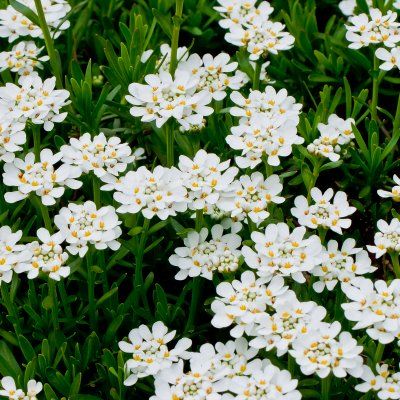 Corbeille d'argent Snowflake - Leaderplant