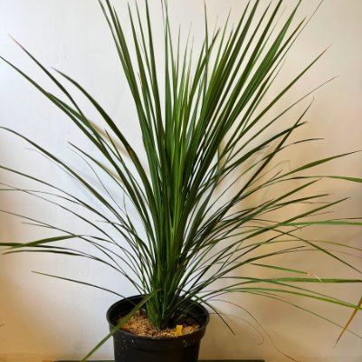 Cordyline australis 2 plants (tronc  en formation+ feuillage) - Leaderplant