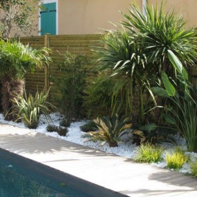 Cordyline australis 2 plants (tronc  en formation+ feuillage) - Leaderplant