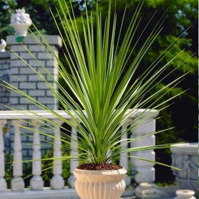 Cordyline - Leaderplant