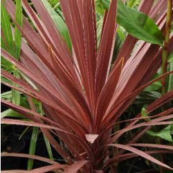 Cordyline pourpre Red Star - Leaderplant