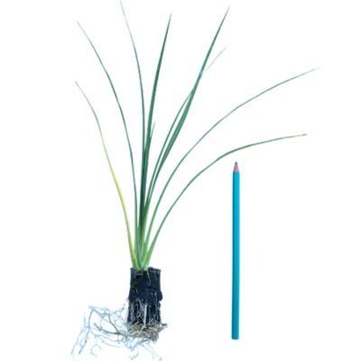 Cordyline en mini-motte - Leaderplant