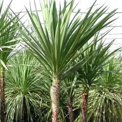 Cordyline - Leaderplant