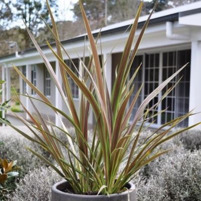 Cordyline Electric Star ® - Leaderplant