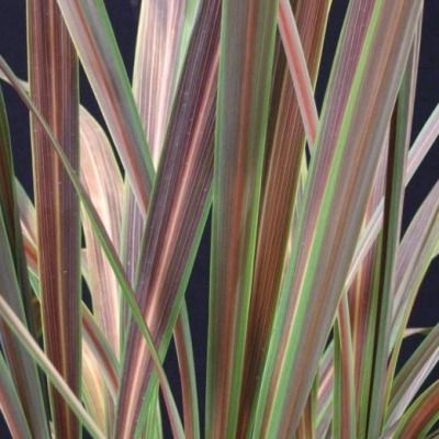 Cordyline Electric Star ® - Leaderplant