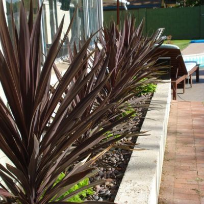 Cordyline Black Knight - Leaderplant