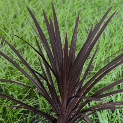 Cordyline Black Knight - Leaderplant