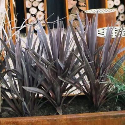 Cordyline Black Knight - Leaderplant