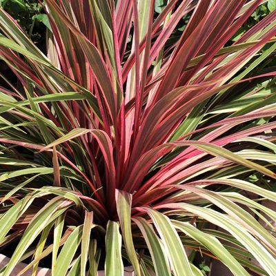 Cordyline Can Can ® en mini-motte - Leaderplant