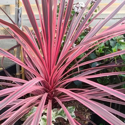 Cordyline Charlie Boy ® - Leaderplant