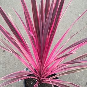Cordyline Cherry Sensation - Leaderplant