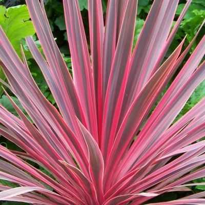 Cordyline Cherry Sensation - Leaderplant
