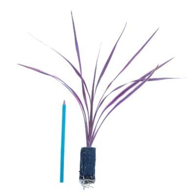 Cordyline Cherry Sensation en mini-motte - Leaderplant