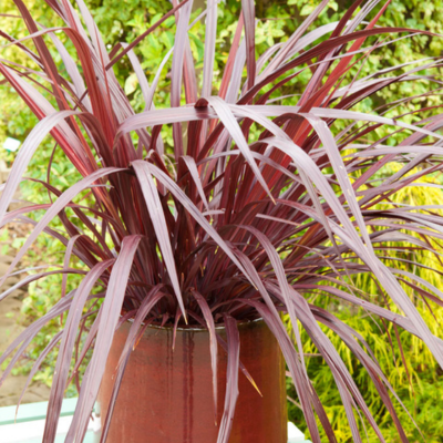 Cordyline Design a Line Burgundy ® - Leaderplant