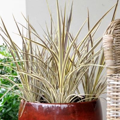 Cordyline Electric Flash ® - Leaderplant