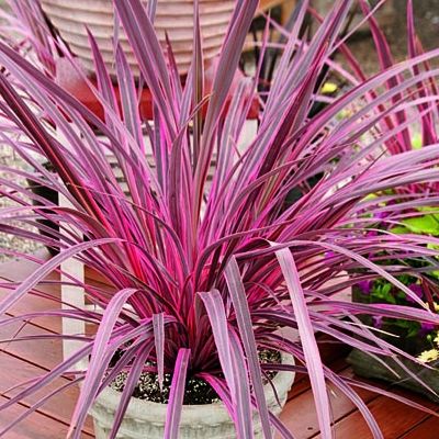 Cordyline Electric Pink ® - Leaderplant