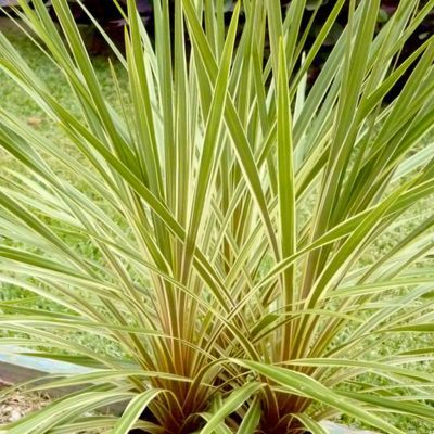 Cordyline Fantasy ® - Leaderplant