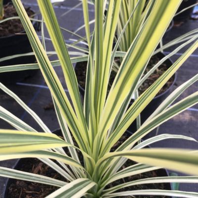 Cordyline Lime Passion - Leaderplant