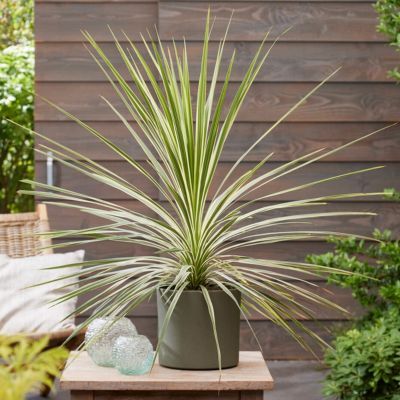 Cordyline Lime Passion en mini-motte - Leaderplant