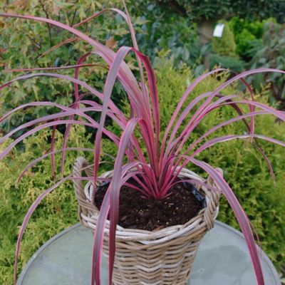 Cordyline Paso Doble en mini-motte - Leaderplant