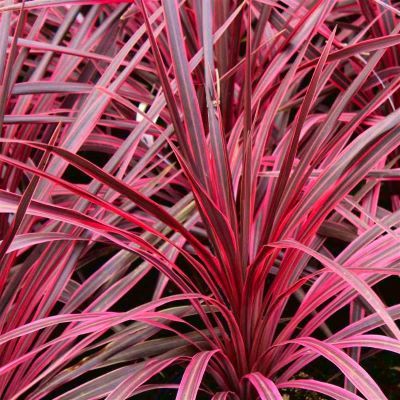 Cordyline Paso Doble - Leaderplant
